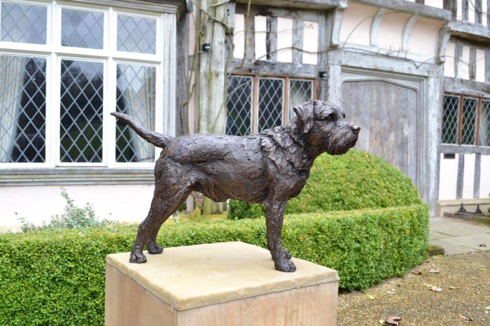 Standing Border Terrier