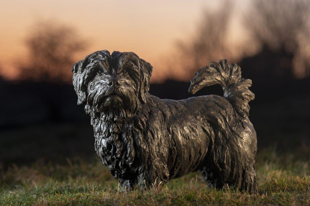 The Norfolk Terrier