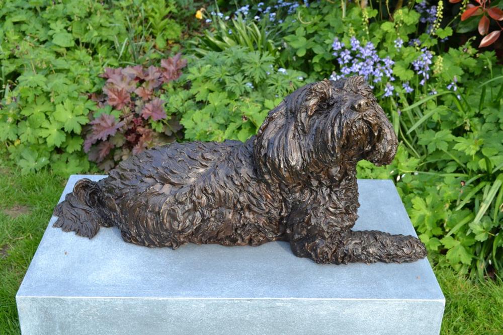 Lying Tibetan Terrier