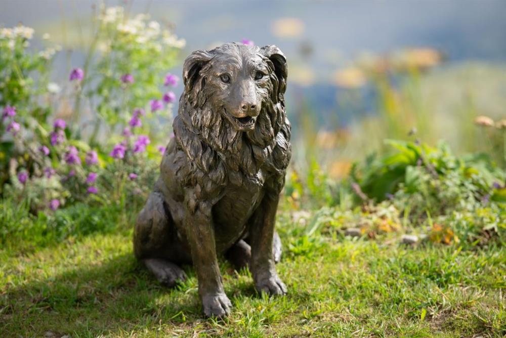 Sitting Border Collie II